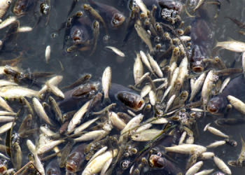 Zehir akan Düden Çayı için çevre komitesi kuruldu