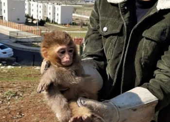 Nesli tükenmekte olan 4 örümcek maymun koruma altına alındı