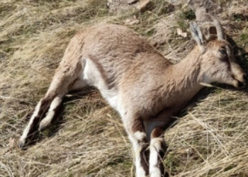 Dersim’de 12 yaban keçisi ölü bulundu
