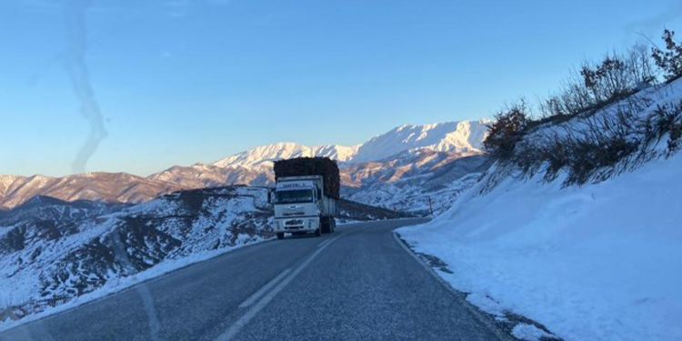 Garzan’da koruculardan ağaç katliamı Garzan’da koruculardan ağaç katliamı