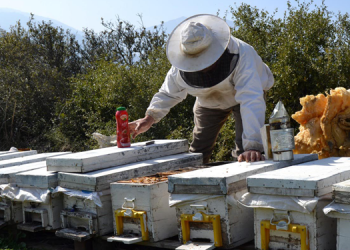 Tarım ilacından zehirlenen 100 bin bal arısı telef oldu