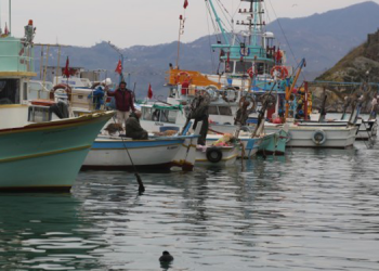 Karadeniz balığı aşırı av tehdidi altında