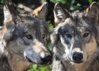 ABD’de gri kurt katliamı: 60 saatte 216 kurt öldürüldü