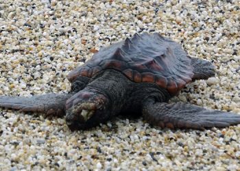 Alanya’da fırtınada, biri ölü 3 Caretta caretta sahile vurdu