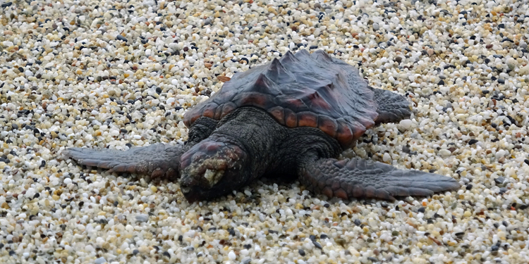 Alanya’da fırtınada, biri ölü 3 Caretta caretta sahile vurdu Alanya’da fırtınada, biri ölü 3 Caretta caretta sahile vurdu