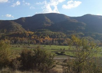 Bakanlıktan ağaç kıyımı yanıtı: Ormanı gençleştiriyoruz