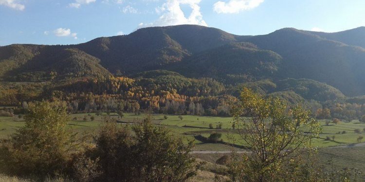 Bakanlıktan ağaç kıyımı yanıtı: Ormanı gençleştiriyoruz