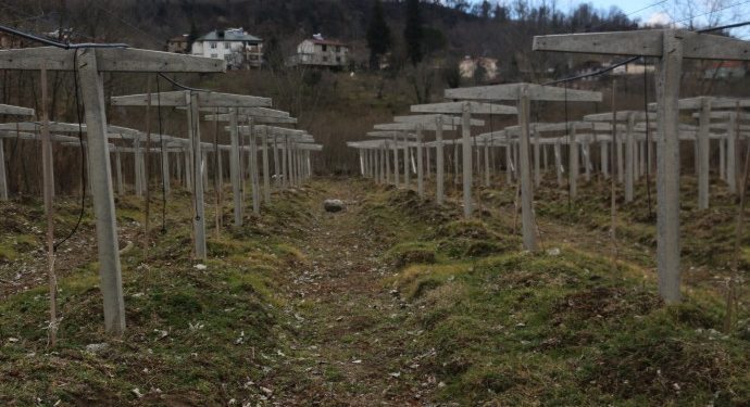 Karadeniz çiftçisi üretimi bırakıyor