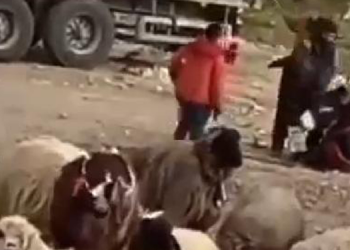 Eşeğini döven çobana para cezası