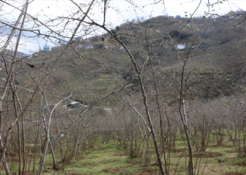 İklim değişikliği fındığı vurdu: Ocak’ta yeşeren ağaçlar yandı
