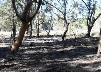 Mersin’de orman yangını