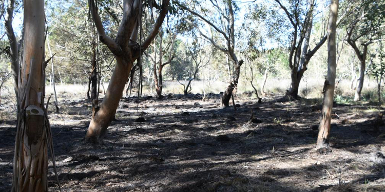 Mersin’de orman yangını Mersin’de orman yangını