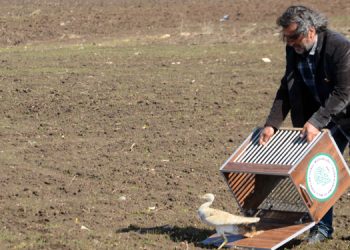 Nesli tükenmekte olan yakalı toy kuşu doğaya bırakıldı