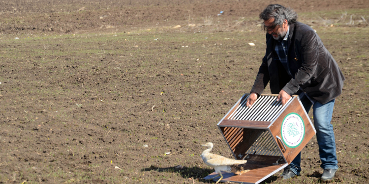 Nesli tükenmekte olan yakalı toy kuşu doğaya bırakıldı Nesli tükenmekte olan yakalı toy kuşu doğaya bırakıldı