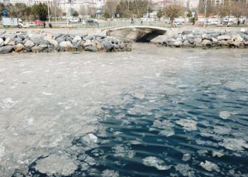 Marmara’da deniz salyası