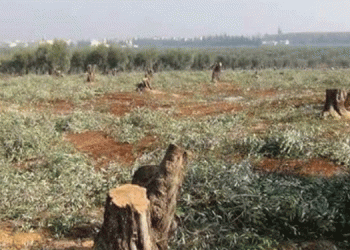 Efrîn zeytinyağında pay kavgası