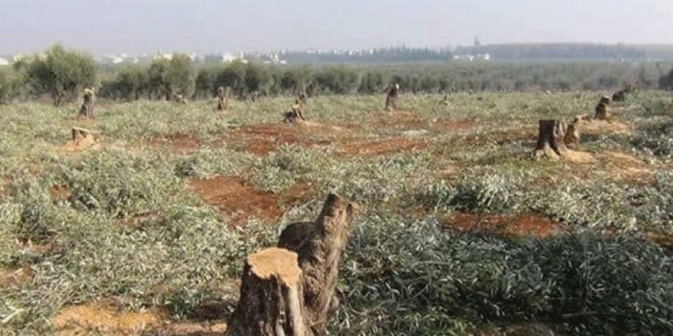 Efrîn zeytinyağında pay kavgası Efrîn zeytinyağında pay kavgası