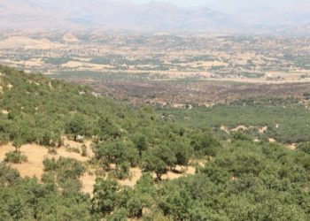 Lice’de askeri operasyon: Kamyonlarca ağaç kesildi