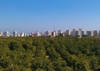 41 yıldır ürün veren araziye sanayi sitesi kurulacak