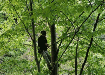 İkizdere’de köylüler ağaçlara çıktı, çalışmalar durdu