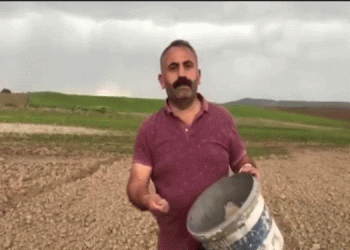 Mazgirt’te 10 dönümlük araziye susam ekildi