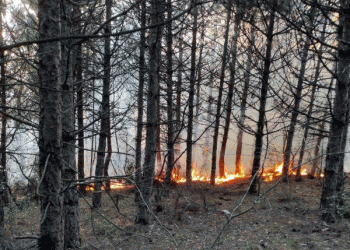 Tekirdağ’da orman yangını