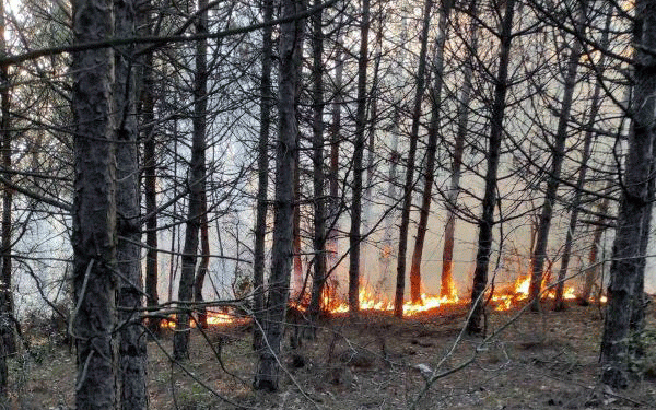 Tekirdağ’da orman yangını