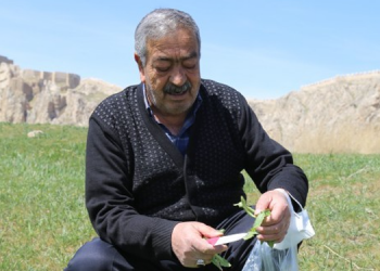 Toprak canlandı, sofralara bol yeşillik