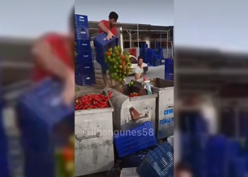 Antalyalı çiftçiler tonlarca sebzeyi çöpe döktü
