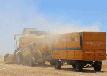 Kuraklık arpa hasadını vurdu