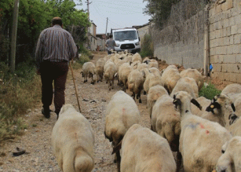 Besiciler bir yıl ömür biçti