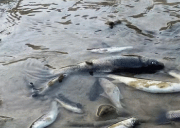 HES inşaatı balıkları öldürdü