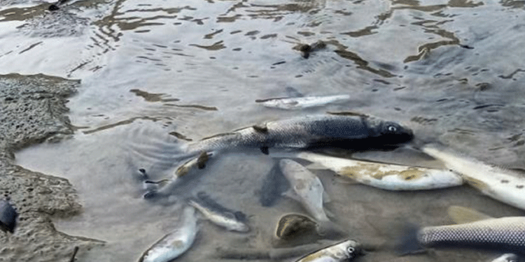 HES inşaatı balıkları öldürdü HES inşaatı balıkları öldürdü