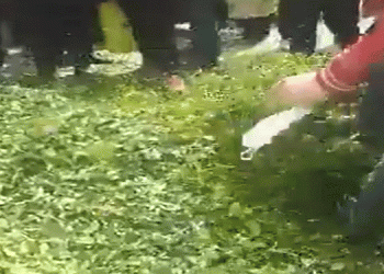 Fındıklı’da çay üreticileri sokağa çıktı