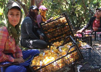 Eve kapanamayan tarım işçileri: Canımızın kıymeti yok
