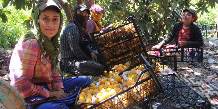 Eve kapanamayan tarım işçileri: Canımızın kıymeti yok