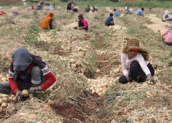 Soğan tarlada çürüdü