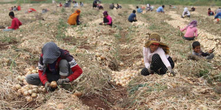 Soğan tarlada çürüdü Soğan tarlada çürüdü