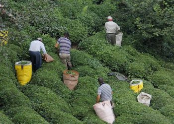 Çay desteğine 11 yılda 1 kuruş zam