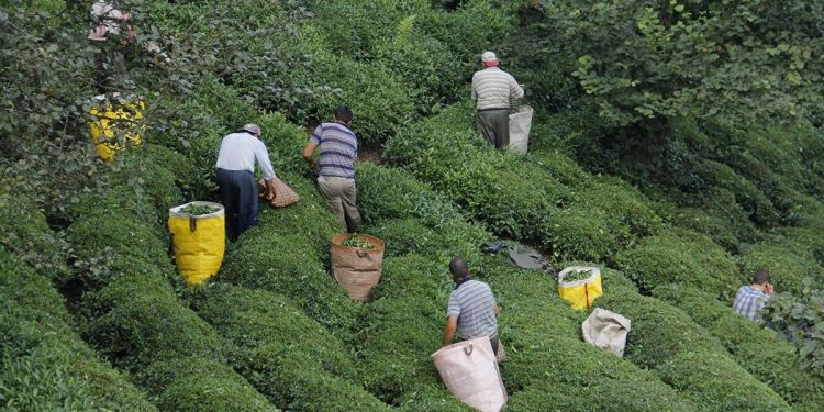 Çay desteğine 11 yılda 1 kuruş zam