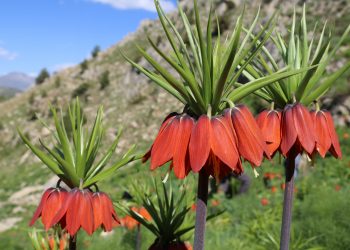 Ters laleler Dersim’e güzellik kattı