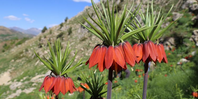 Ters laleler Dersim’e güzellik kattı