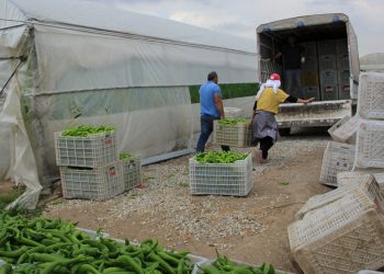Çiftçi iflasta, işçi karın tokluğuna çalışıyor