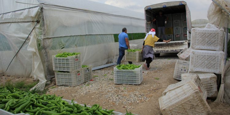 Çiftçi iflasta, işçi karın tokluğuna çalışıyor