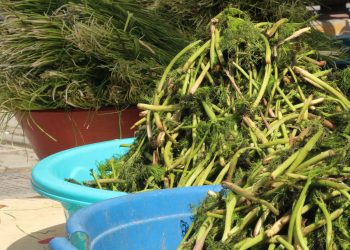 Kuraklık peynirin otunu da vurdu