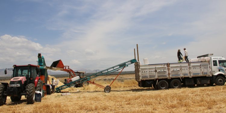 Saman alabilmek için hayvanlarını satıyorlar