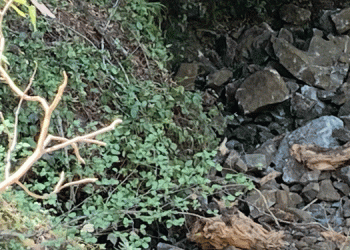 İşkencedere’de dere ve balıklar bir günde yok oldu