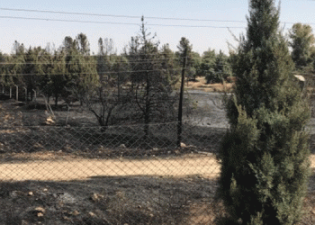 Orman Şefliği Tesislerinde yangın