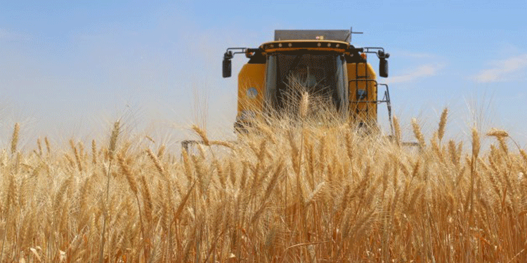 Başaklar kurudu, çiftçi borçlu çıktı Başaklar kurudu, çiftçi borçlu çıktı