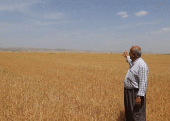 Saman fiyatı uçtu, herkes tedirgin